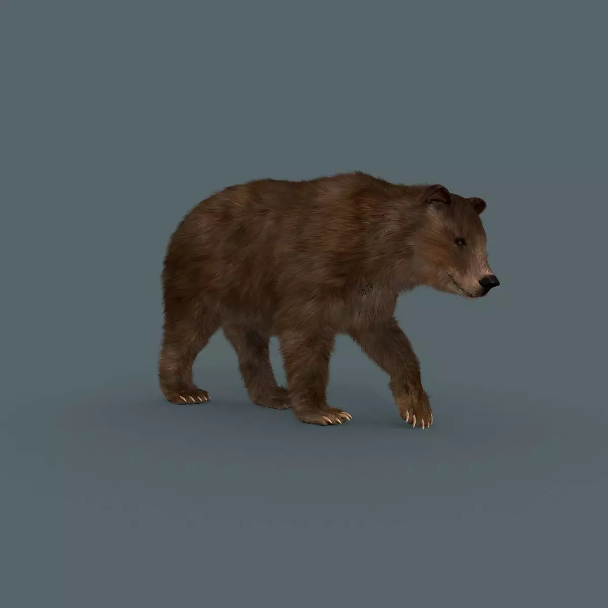 Best Bear - 3D animated Brown Bear 3D model_0