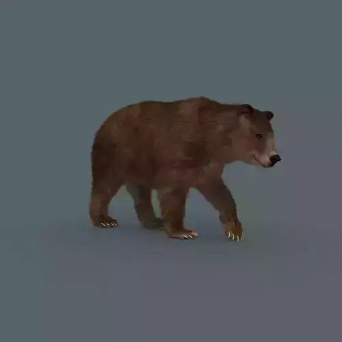 Best Bear - 3D animated Brown Bear 3D model
