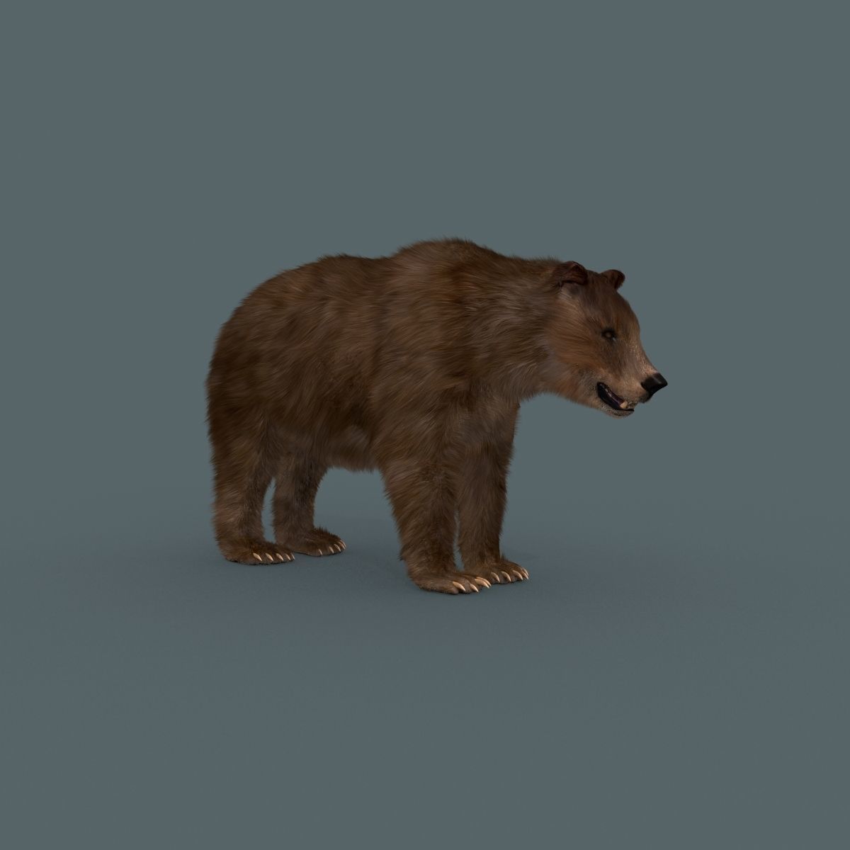 Best Bear - 3D animated Brown Bear 3D model_4