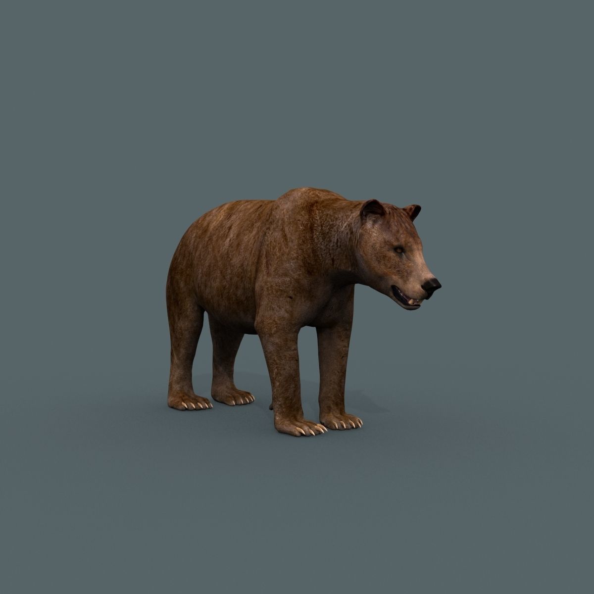Best Bear - 3D animated Brown Bear 3D model_5