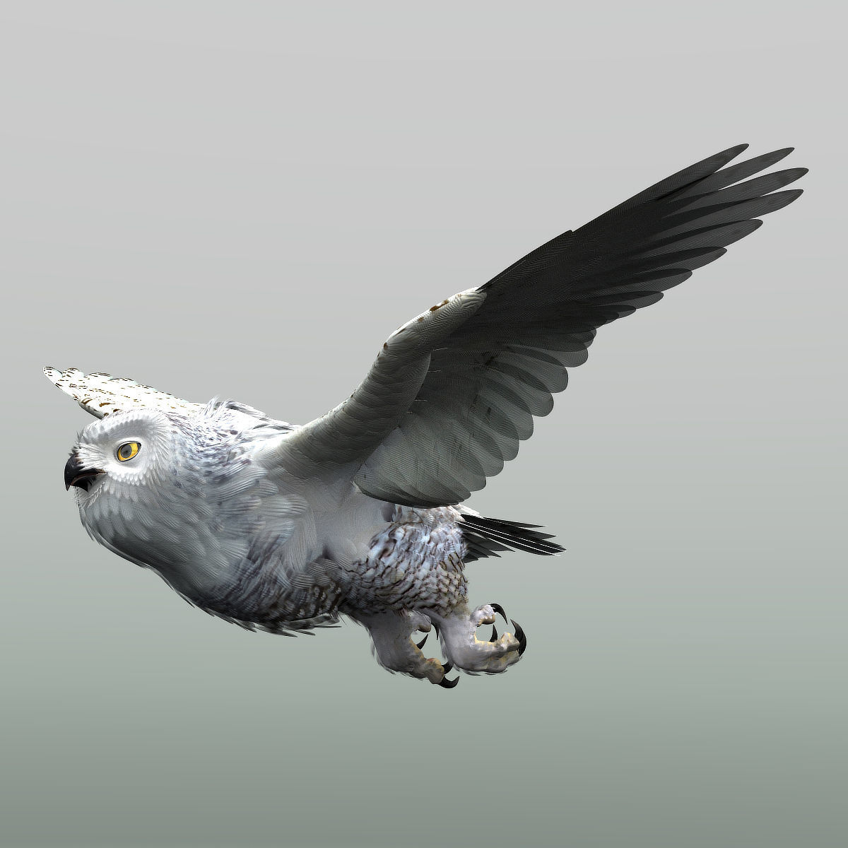 Snowy Owl - rigged - animated 3D model_21