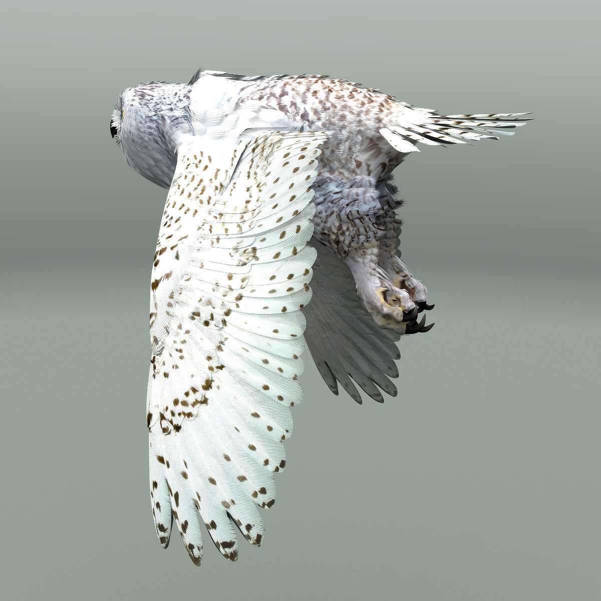 Snowy Owl - rigged - animated 3D model_8