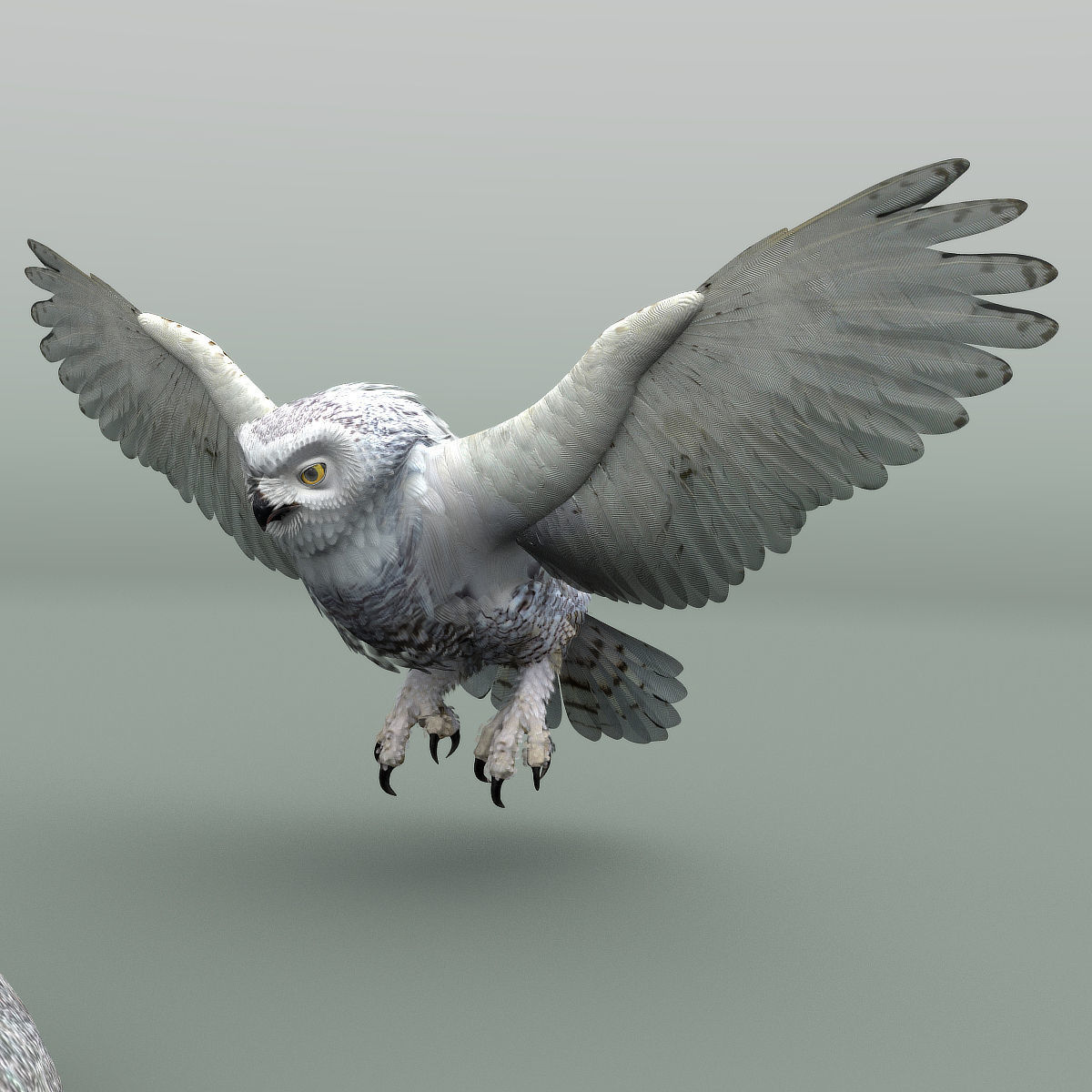 Snowy Owl - rigged - animated 3D model_13