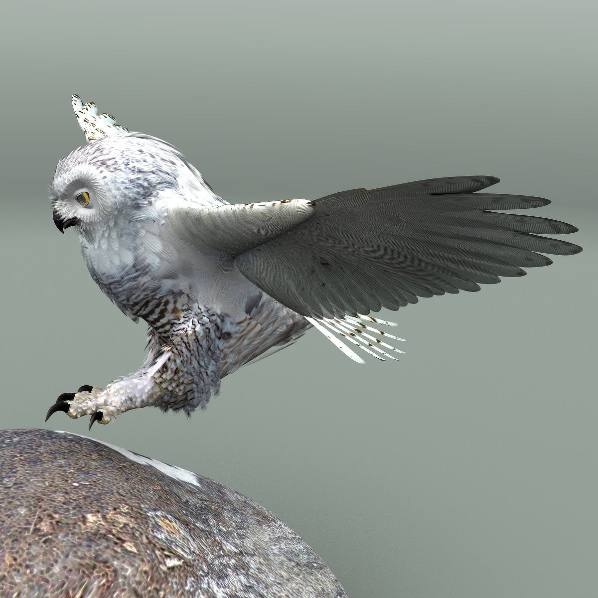 Snowy Owl - rigged - animated 3D model_15