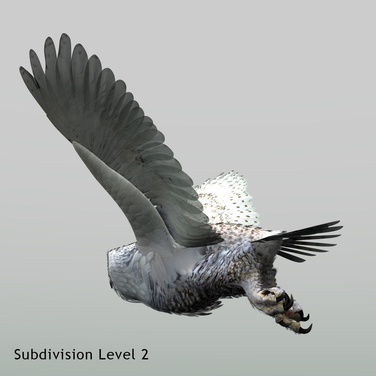 Snowy Owl - rigged - animated 3D model_33