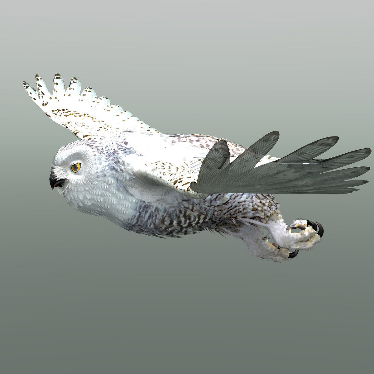 Snowy Owl - rigged - animated 3D model_5