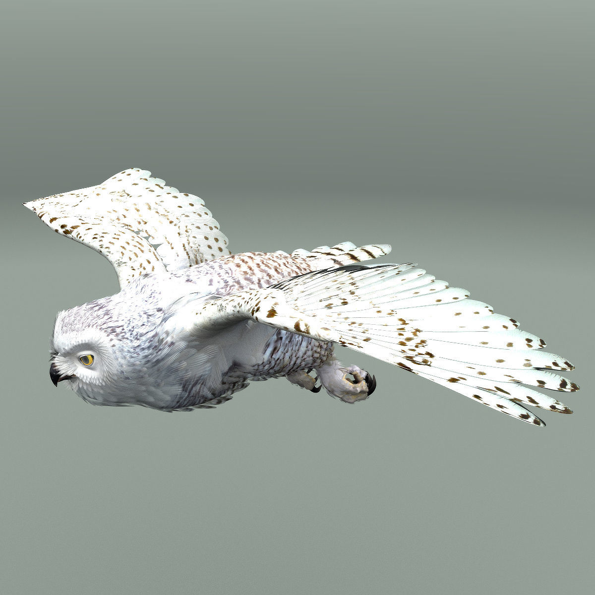 Snowy Owl - rigged - animated 3D model_9