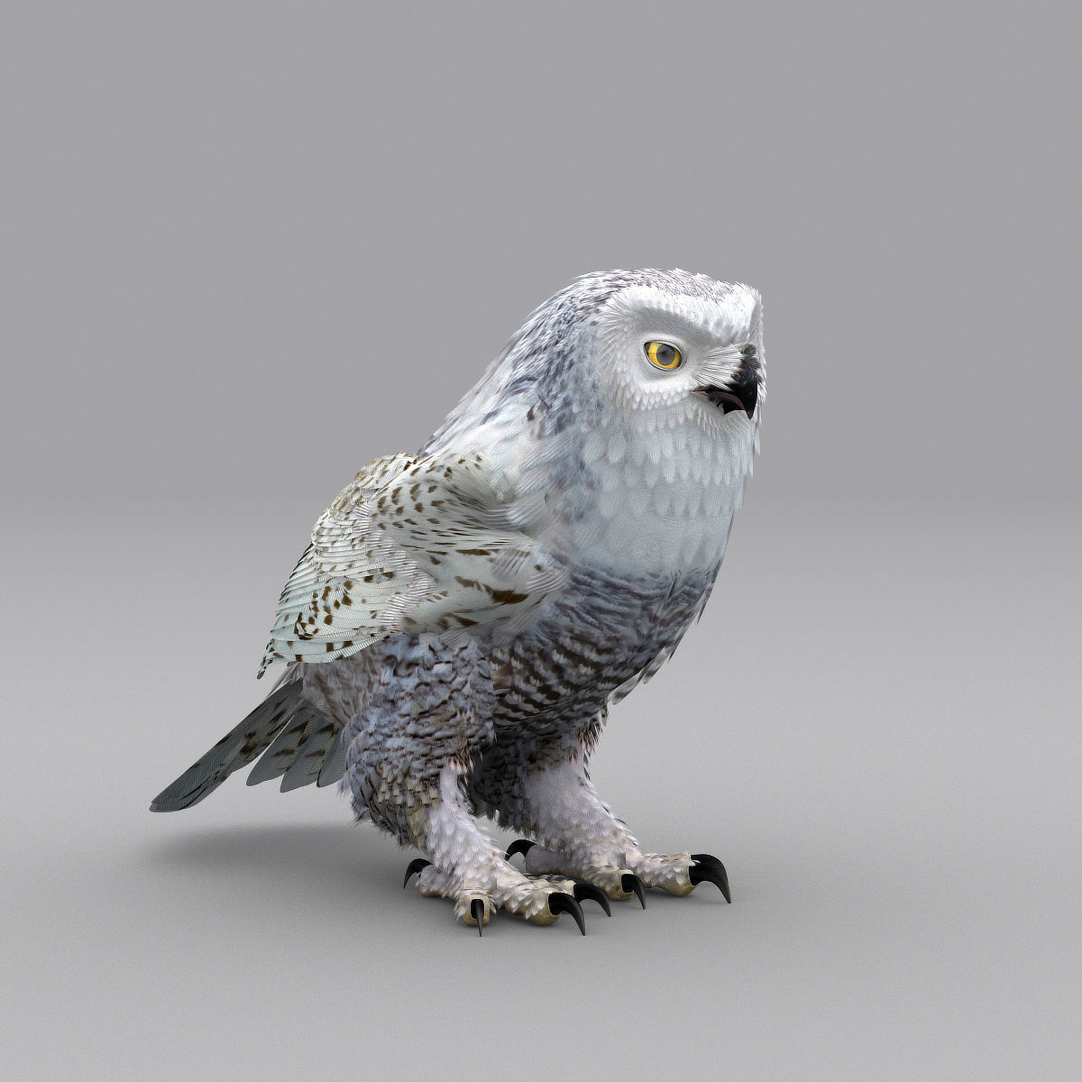 Snowy Owl - rigged - animated 3D model_22