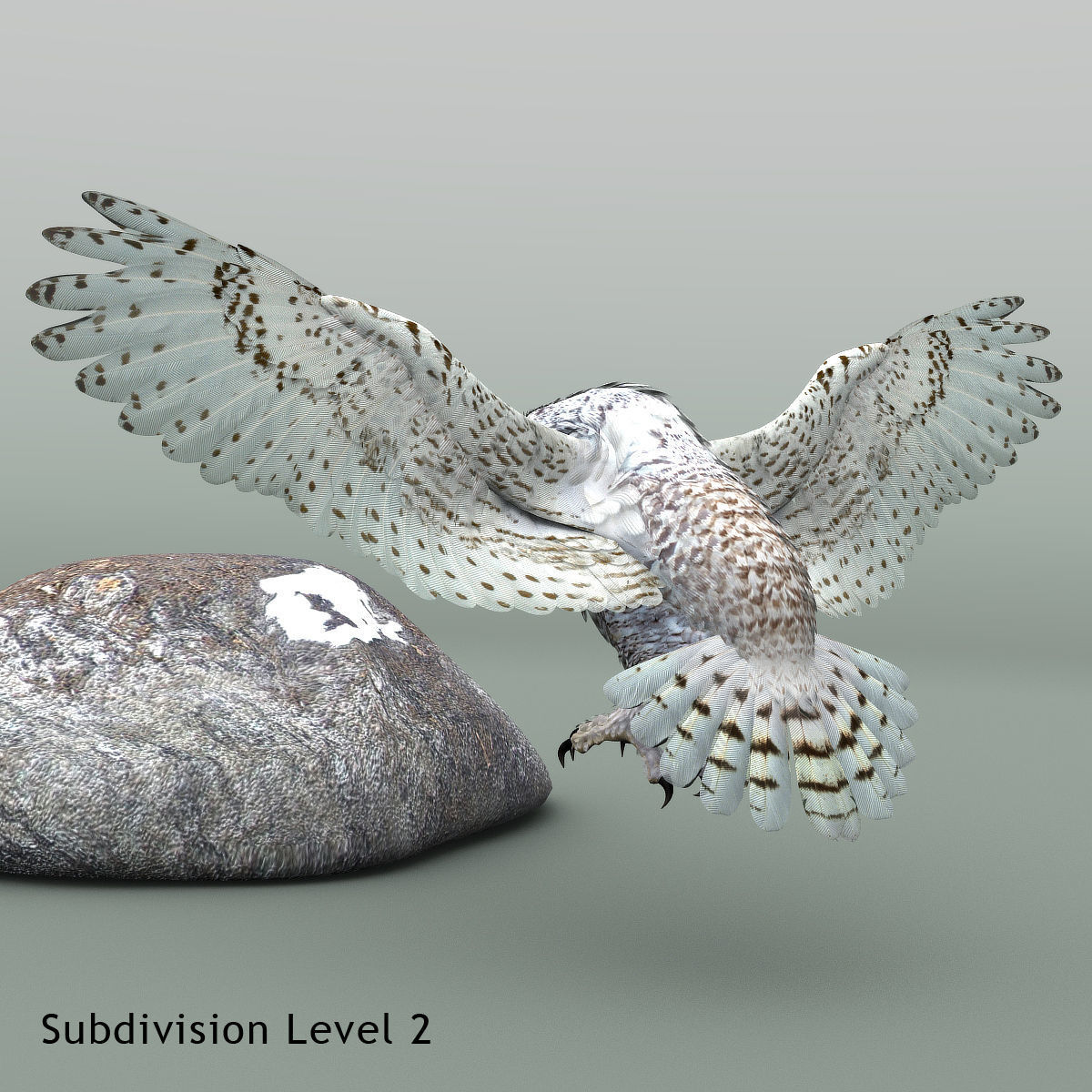 Snowy Owl - rigged - animated 3D model_24