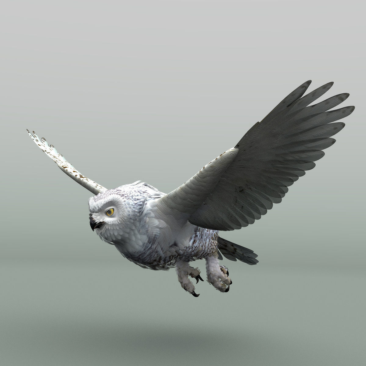 Snowy Owl - rigged - animated 3D model_12