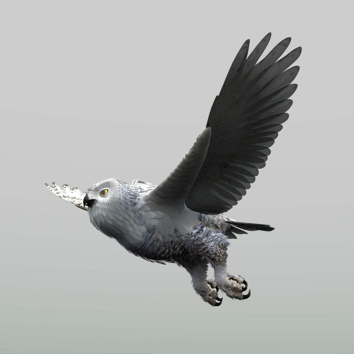 Snowy Owl - rigged - animated 3D model_11