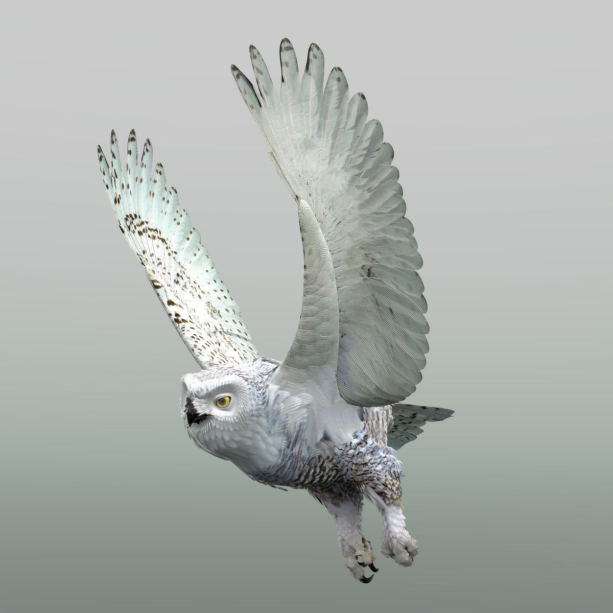 Snowy Owl - rigged - animated 3D model_7