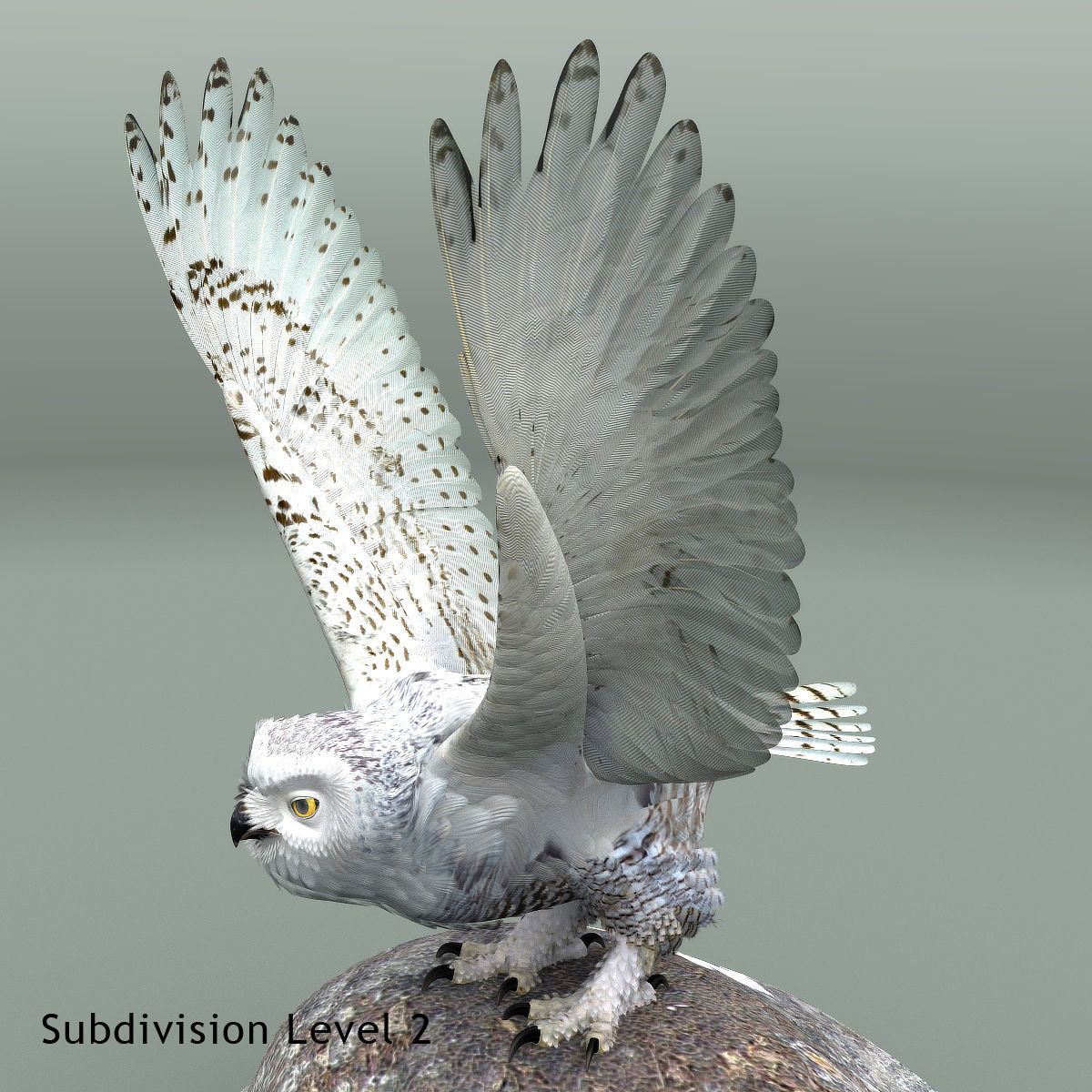 Snowy Owl - rigged - animated 3D model_30