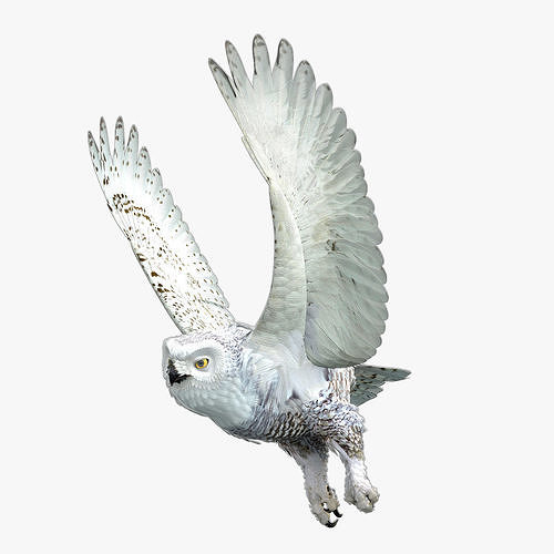 Snowy Owl - rigged - animated 3D model