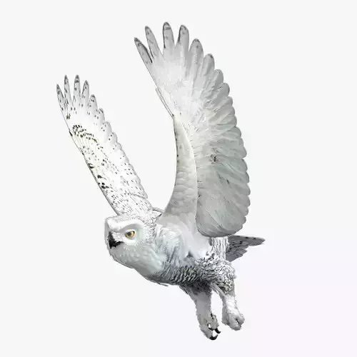Snowy Owl - rigged - animated 3D model Snowy Owl - rigged - animated 3D model