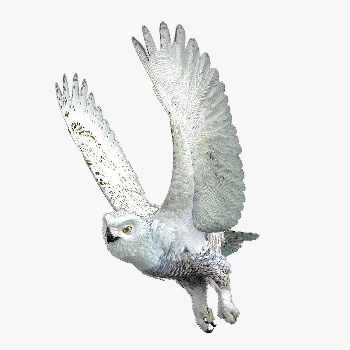 Snowy Owl - rigged - animated 3D model_0