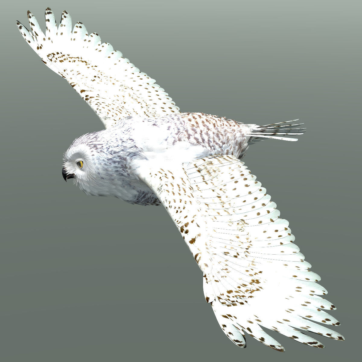 Snowy Owl - rigged - animated 3D model_6
