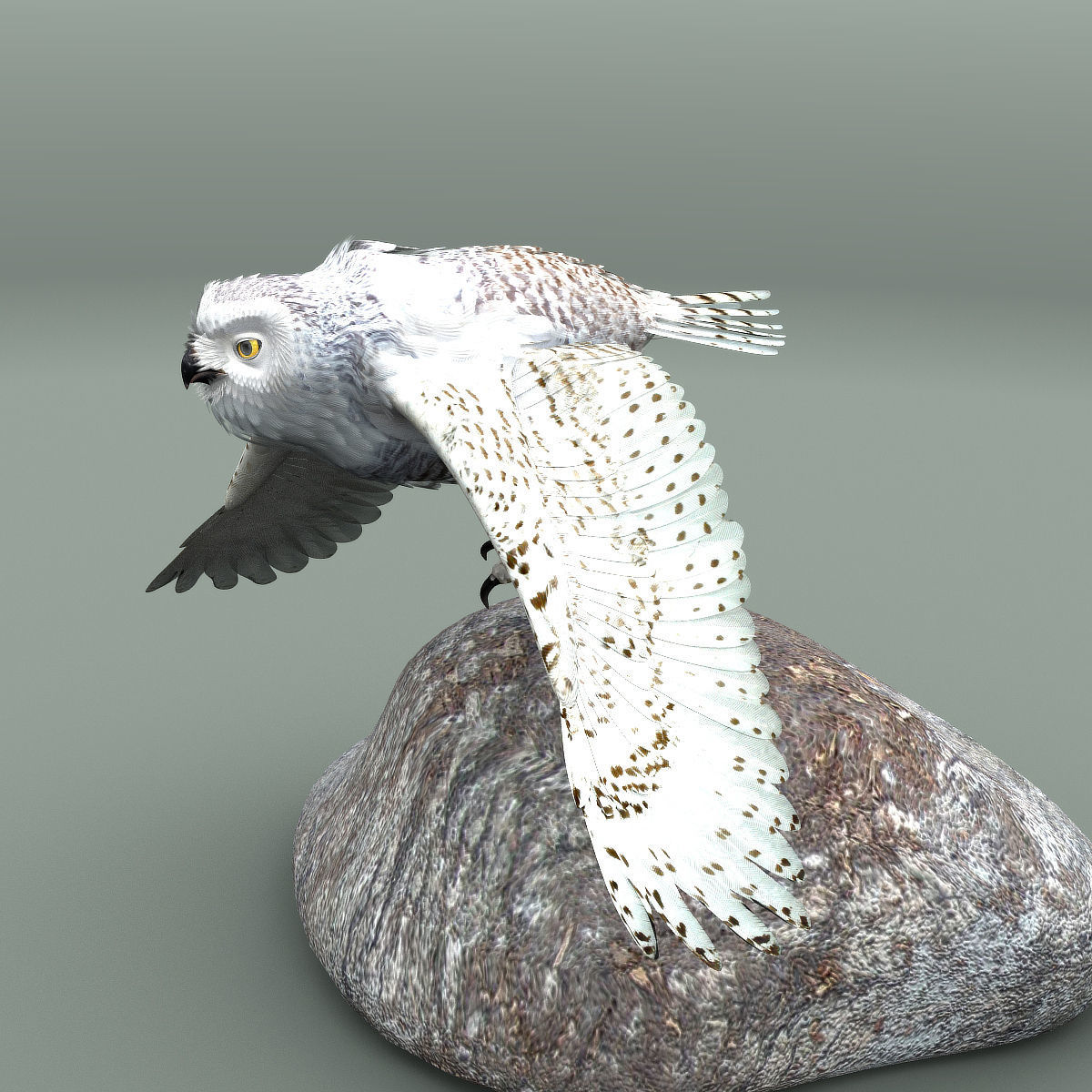 Snowy Owl - rigged - animated 3D model_19