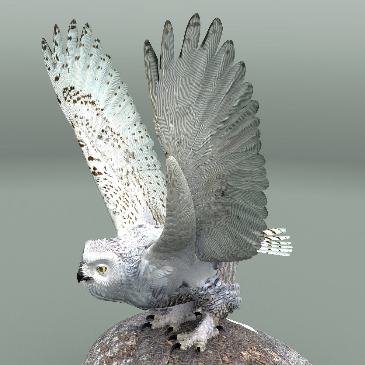 Snowy Owl - rigged - animated 3D model_18