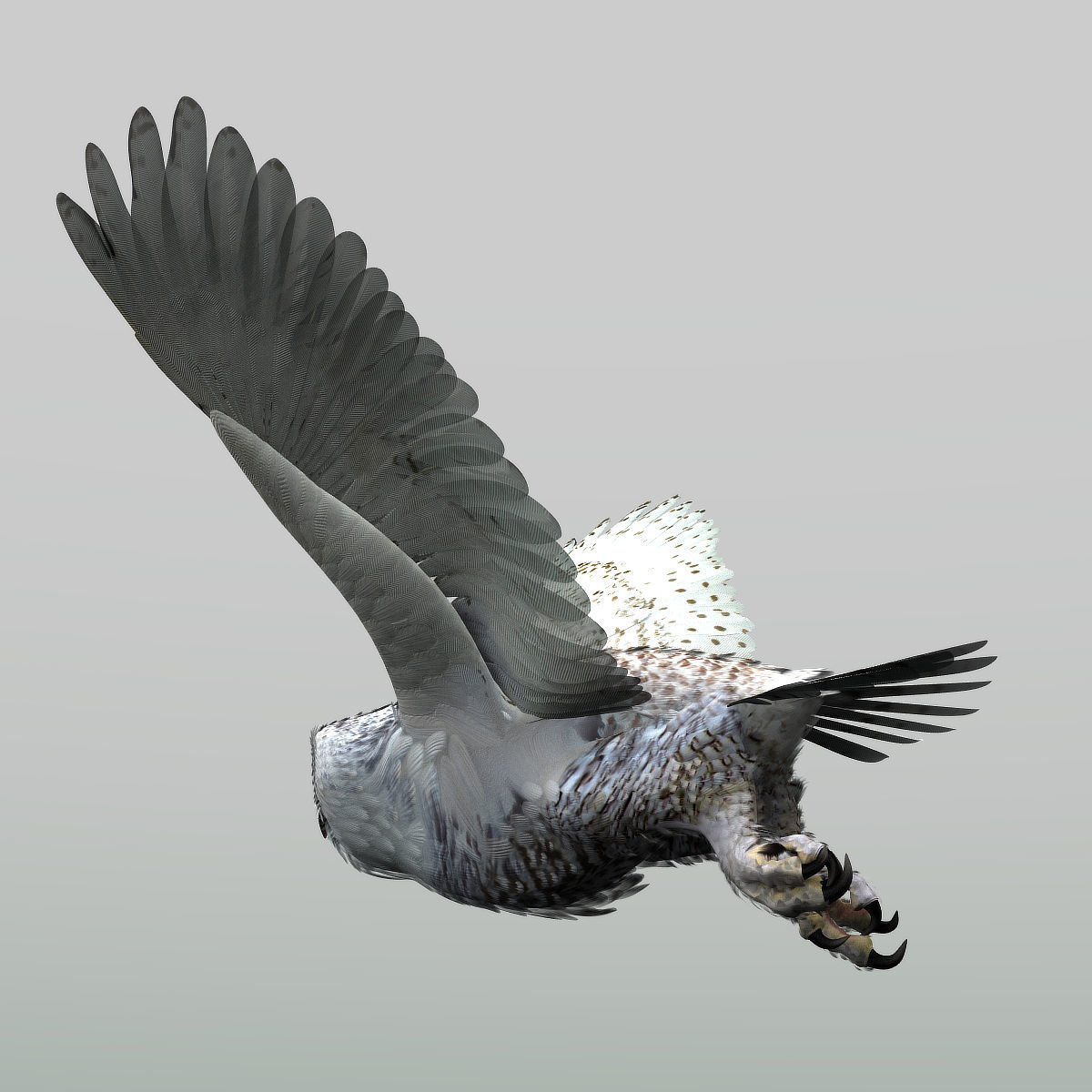 Snowy Owl - rigged - animated 3D model_10