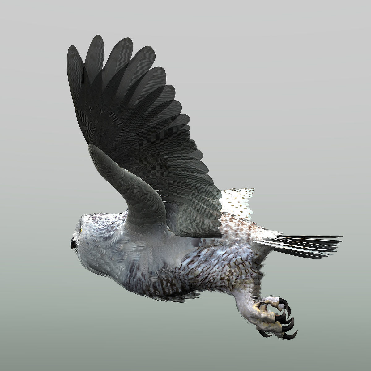 Snowy Owl - rigged - animated 3D model_20