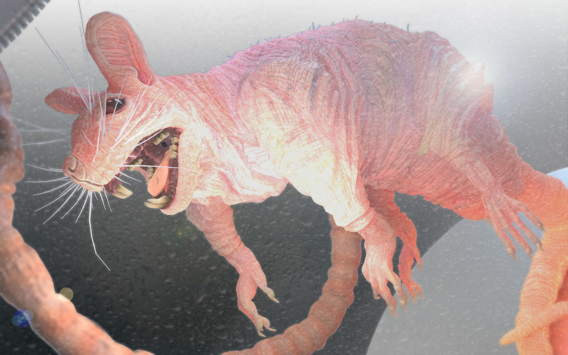 Laboratory Rat Figurine 3D print model_19