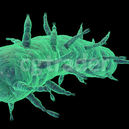 Long Bacteria  3D model