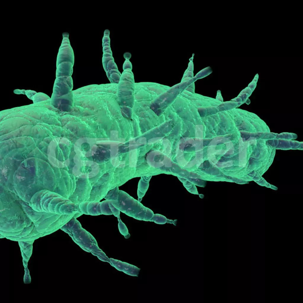 Long Bacteria  3D model_0