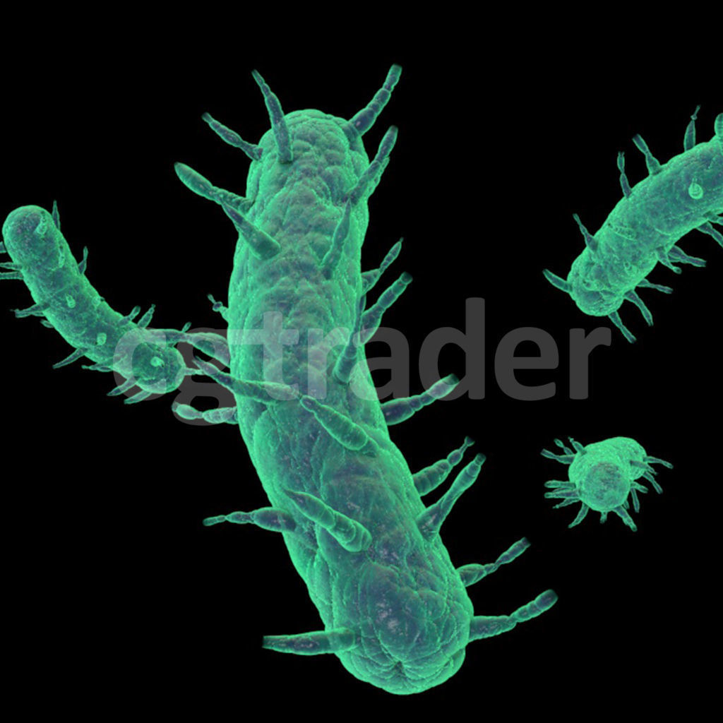 Long Bacteria  3D model_3