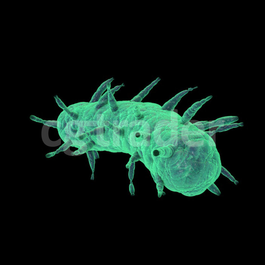 Long Bacteria  3D model_1