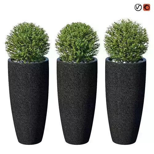 Street bushes in pots VIII