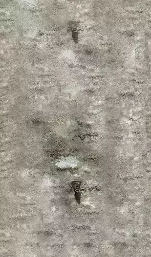 9 North American common trees