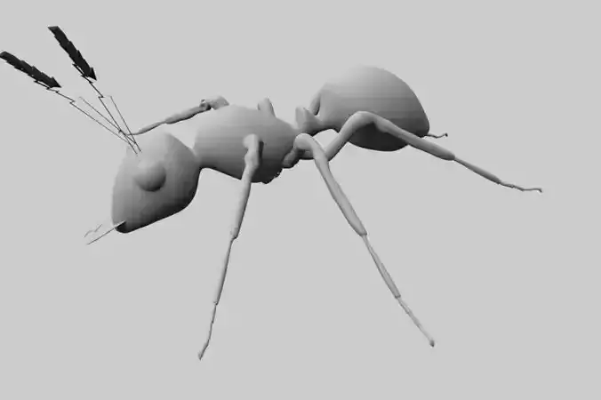 Ant 3D model Low-poly 3D model