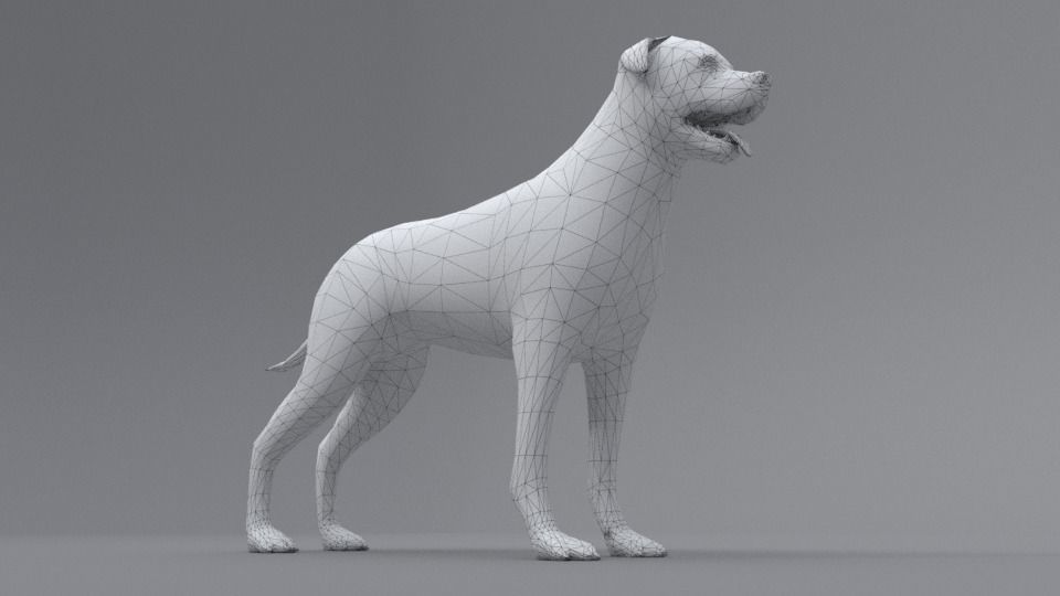 Rottweiler dog Low-poly 3D model_7