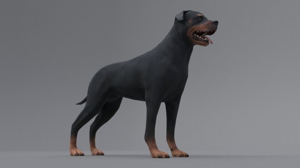 Rottweiler dog Low-poly 3D model_6