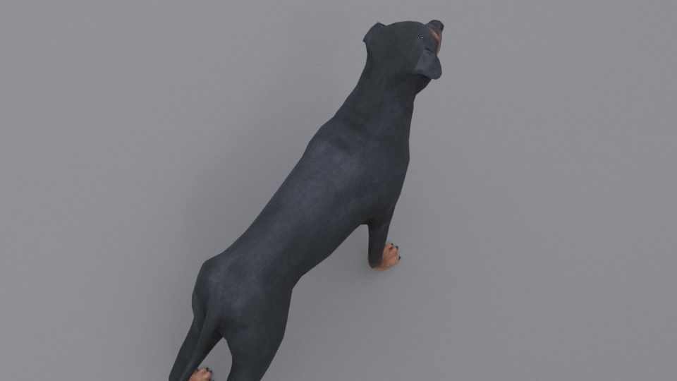 Rottweiler dog Low-poly 3D model_8