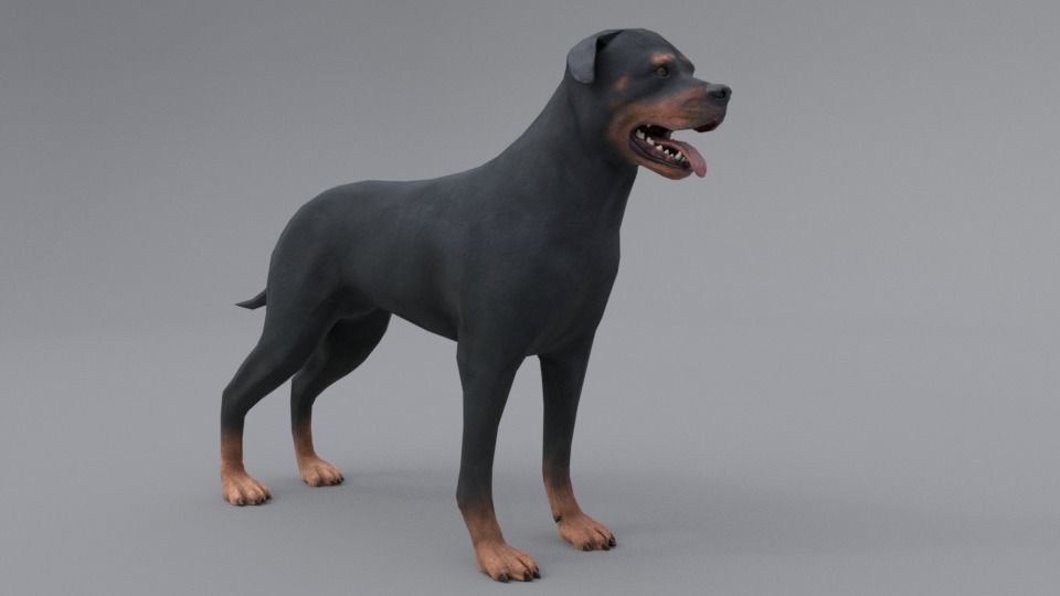 Rottweiler dog Low-poly 3D model_2