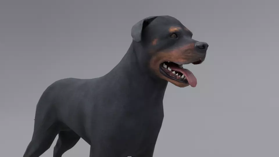 Rottweiler dog Low-poly 3D model_0