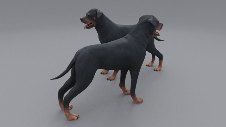 Rottweiler dog Low-poly 3D model_4