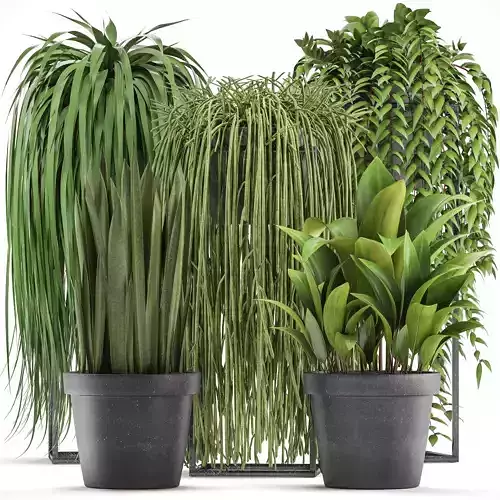 Collection of Exotic Plants