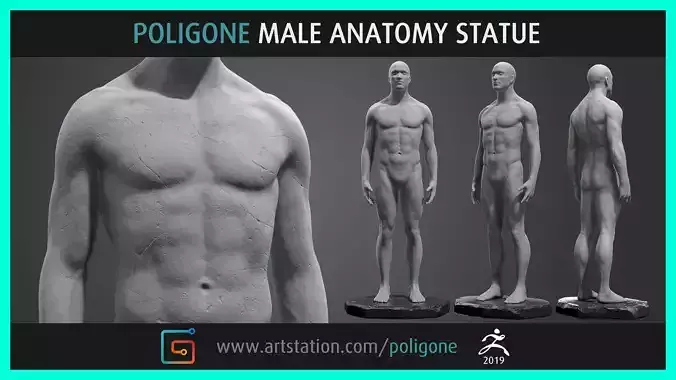 Male Anatomy Statue 3D model