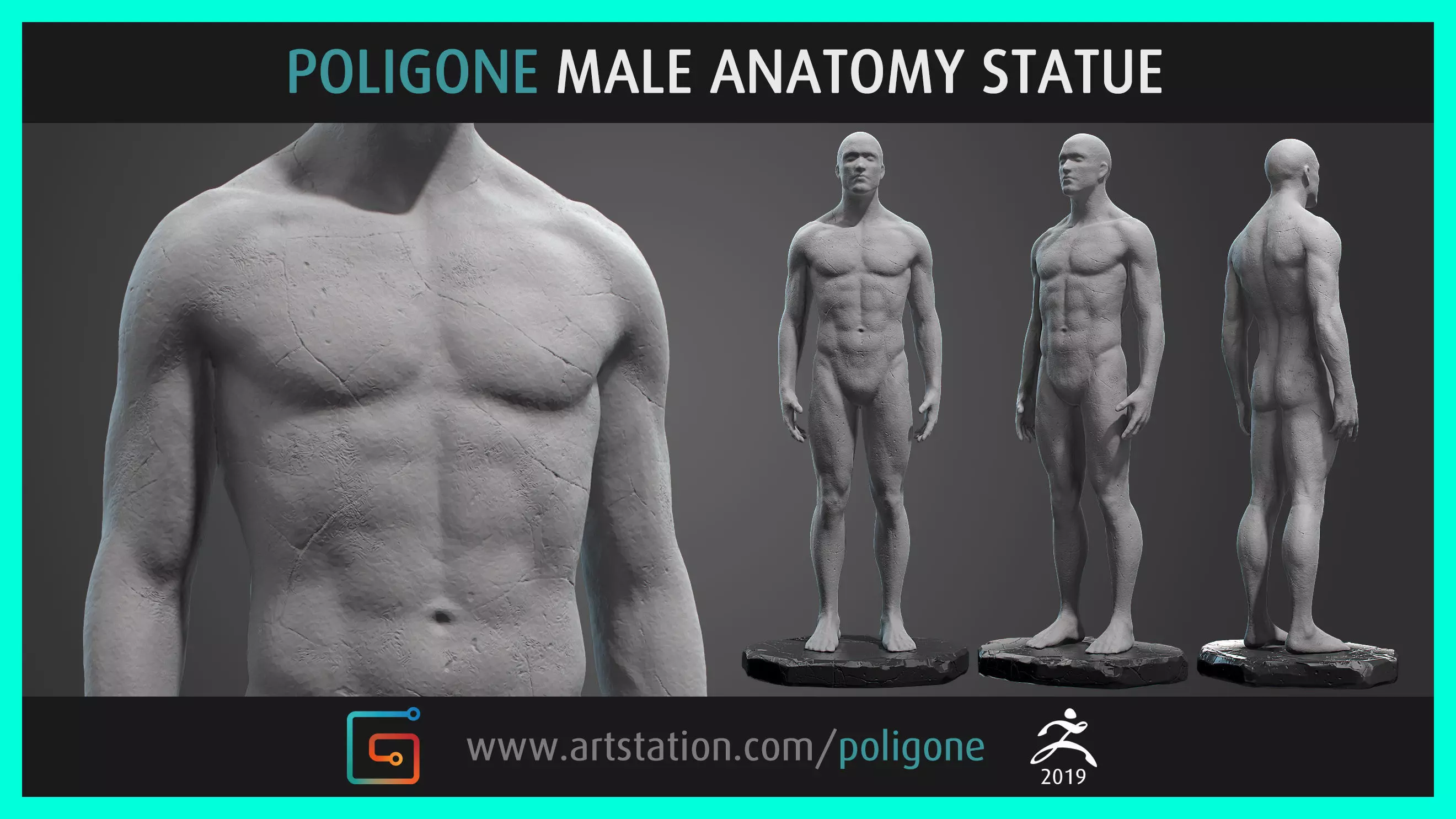 Male Anatomy Statue 3D model