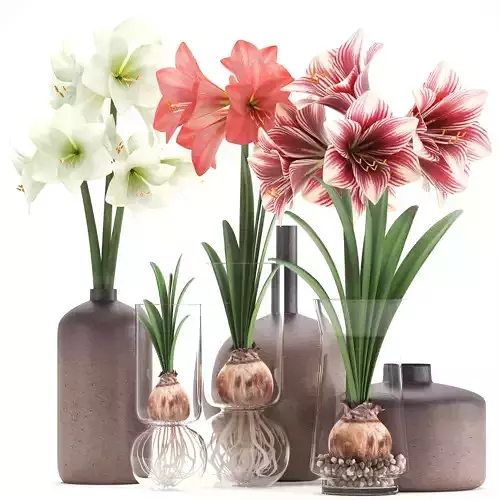 Hippeastrum in a flower pot 5 3D model