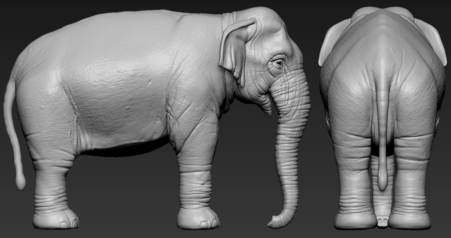 Elephant asian 3D print model_13