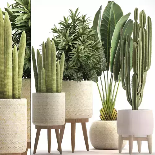 Collection of Exotic Plants banana cactus 102