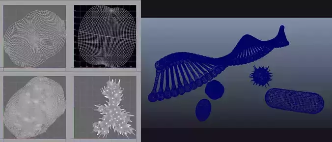 DNA Virus Blood Cell Bacteria Round Cell Microbiology Model