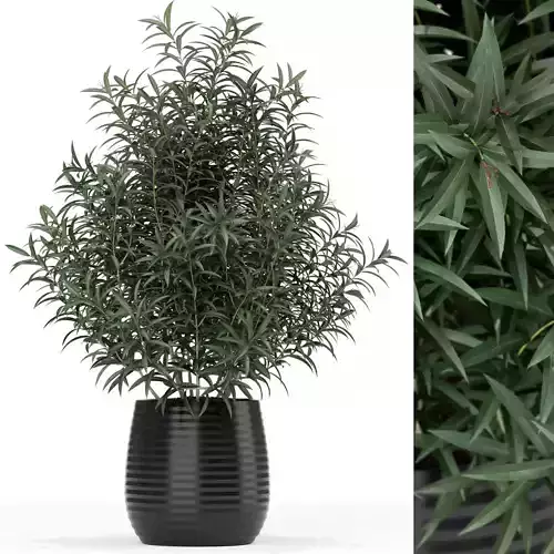 Plants collection 167