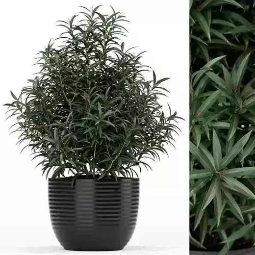 Plants collection 168