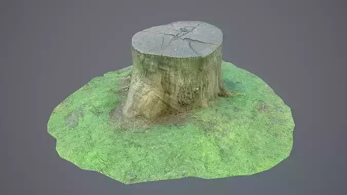 Tree stamp PBR 3D scan