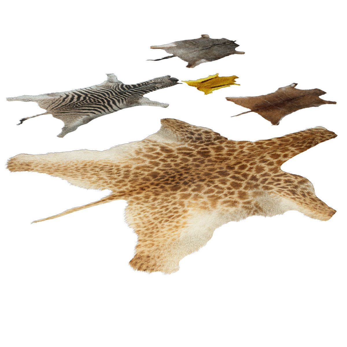 Skins of wild animals 3D model_2